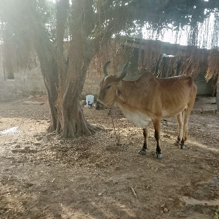 godhla vesvana se
