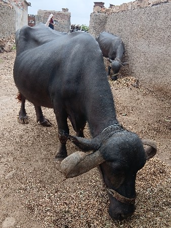 bhesh vechavani che 
4 vetar