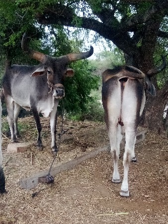 ગોંઢલા દેવાના છે