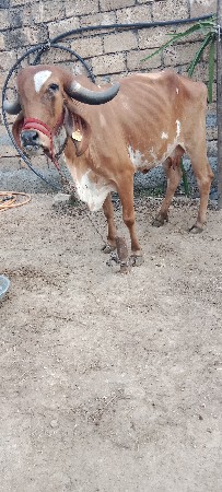 ગાય વેચવા ની છે
