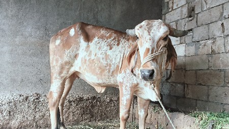 ગાય.વેચવા.ની.છે