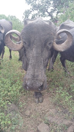 ભેસ વેચવાની છે તન આચર