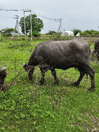 ભૅસ વૅચવાની છૅ
