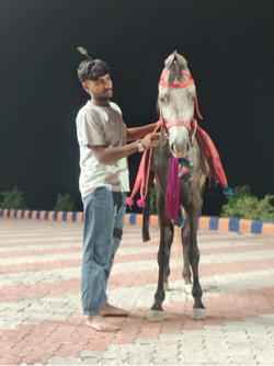 ઘોડો વેચવા નો છે ઊમર 3વરશ છે સાટામાં ઘોડી હાલે