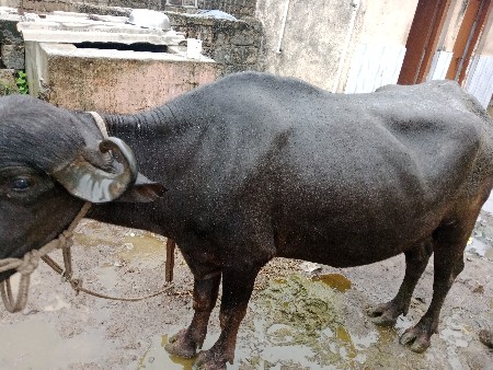 8 મહીનો હાલે