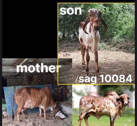 સારી લાઈન નો વાછડો દેવાનો છે