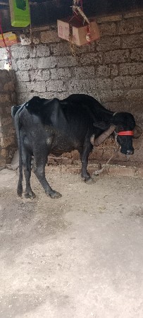 ભેશવેશવાનીછેશોથુવીયાલછેદોવામા