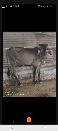 કાળી કપિલા વેચવાની છે વાછડી