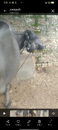 ખડેલી વેસવાની છે