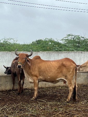 ગાય વેચવાનિ સે
