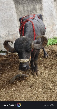 બેભેશો વેચવાની છે