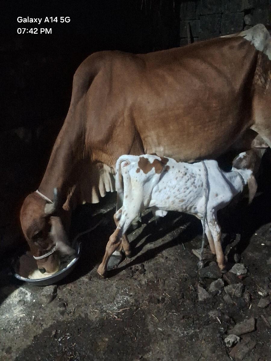 વેચવાની સે