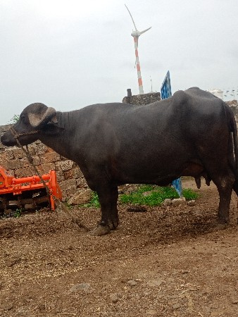 ભેંસ વેચવા ની છે