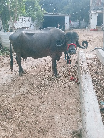 ભેંશ વેશવાની છે