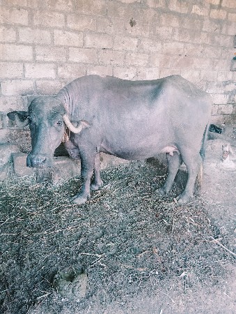 ખડેલી છે પેલા વેતર માં