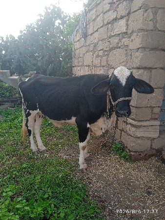 વેચવાની છે વાછડી