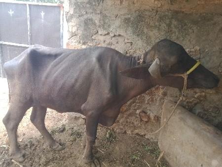 રૂતવિક