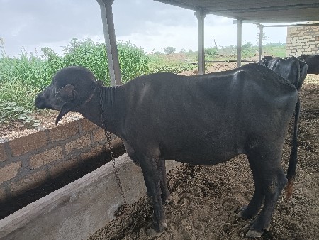પહેલા વેતરમાં બે દાતે છે