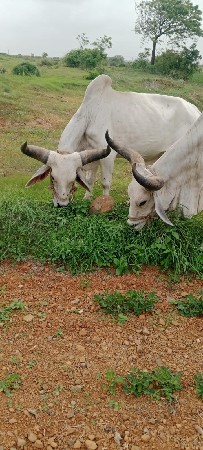 વેચવાના છે