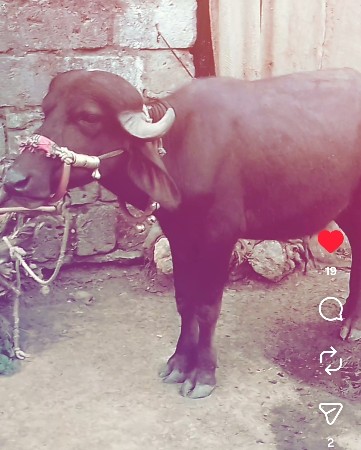 કેશોદ જુનાગઢ