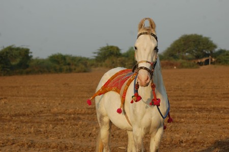 હાલવા વાળી લેવાની છે