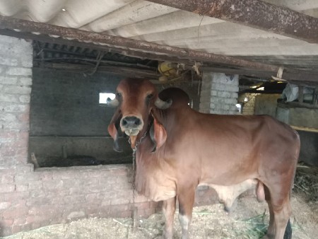 વેચવાનો છે