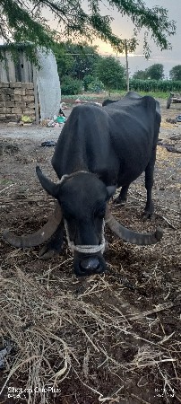 ભેસ