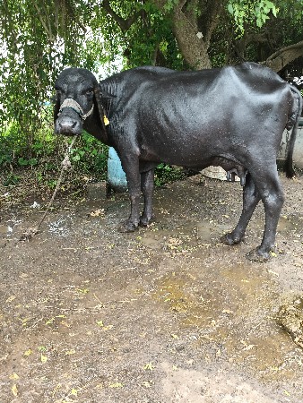 ખડેલી વેસવાની છે