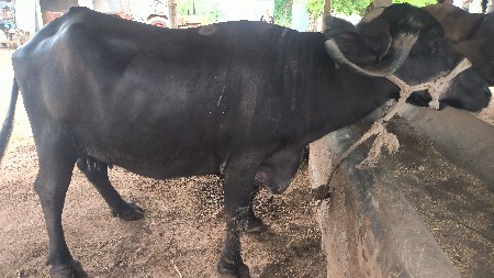 bhesh vesava ni se