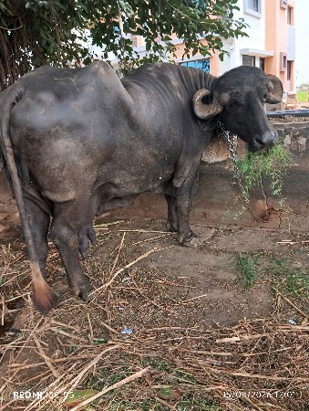 ભેંસ વેચવાની છે