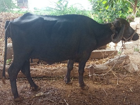 ભેંસ વેચવાની છે