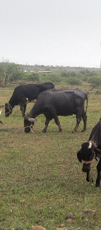 ભેંસ વેચવાની છે