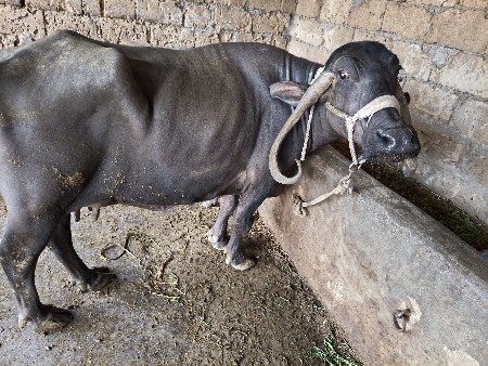 કોલ 6લેટર દૂર 15 દિવસની વેણેલી
