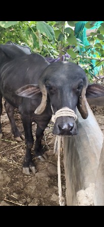 ખડેલી વેચવાની છે