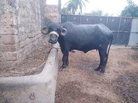 જાફરાબાદી ખળેલી