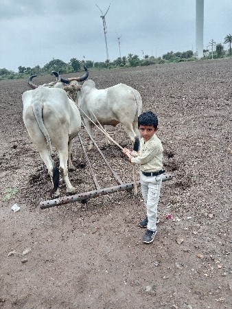 બરદ સાવ સાવ સોજા તન વાવણી હાકે