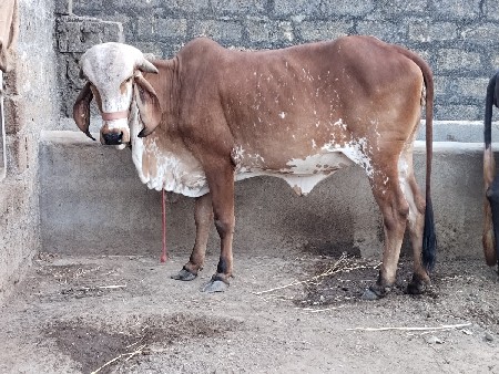 બે વર્ષની ઓળખી