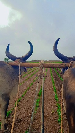 બળદ વેચવાના છે