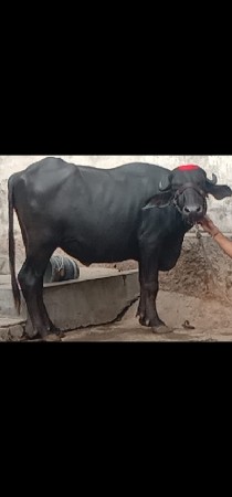 ભેંસ વેચવાનું છે