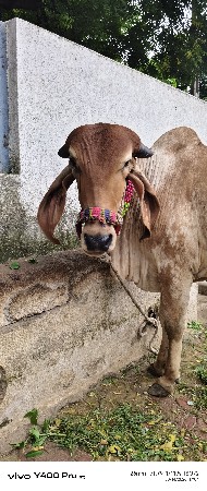 ઓરીજનલ ગીર હોડકી