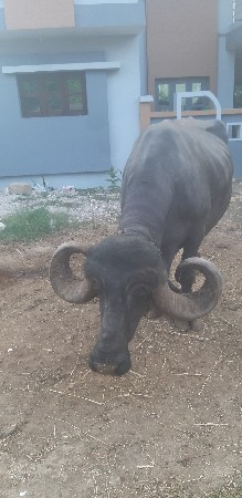 ભેસ વેચ વાની છે