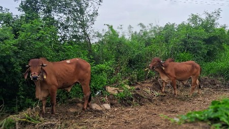 ગોઢલા વેચવાના છે.