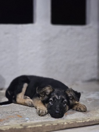 જરમન સેફર ફિમેલ સે