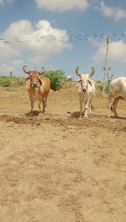 બળધ