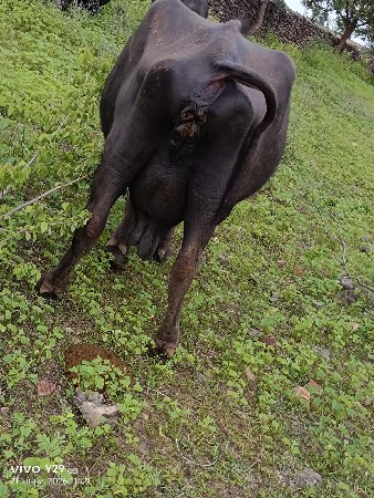 બેઅ ભેસ વેચવા માટે શે