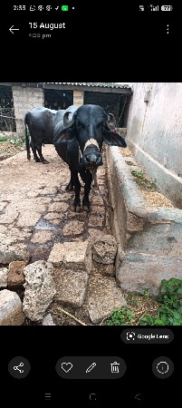 ખડાઈ વેચવાની છે