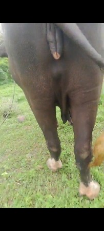 ઠોઠમહિનાકાચીશેબેચસોખીસે