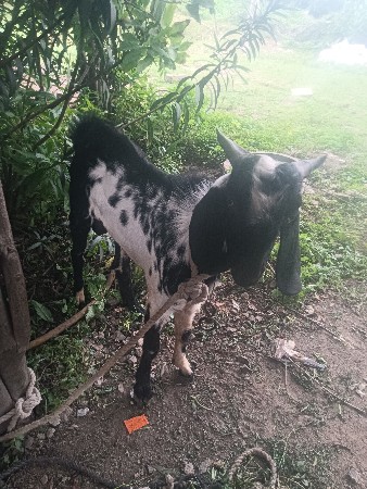 બકરો વેચ વાનોછે
