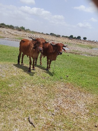 બળદ વેચવાના છે