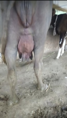 ભેંસ વેચવાની છે
